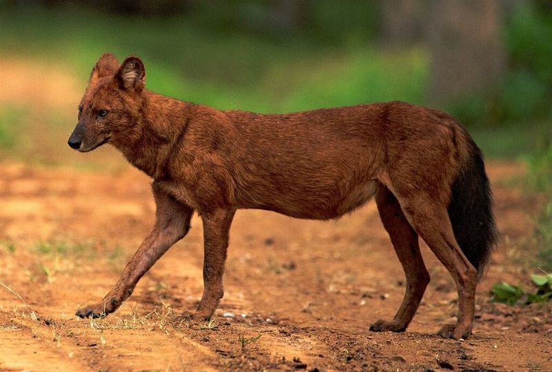 Dholes Target Injured Tigers