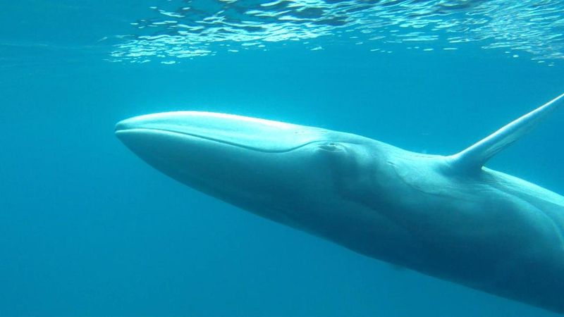 Omura's Whale - The Forgotten Giant