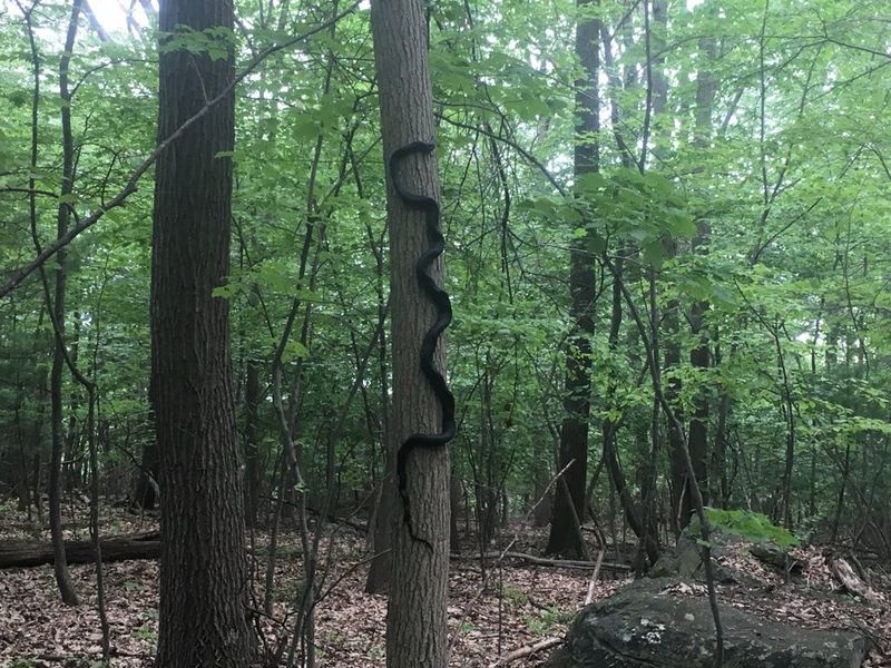 Black Rat Snake