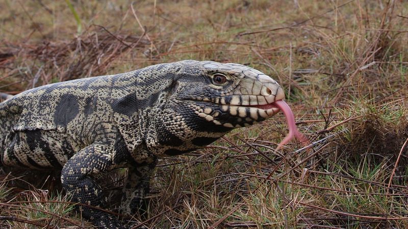 Argentine Black-And-White Tegu
