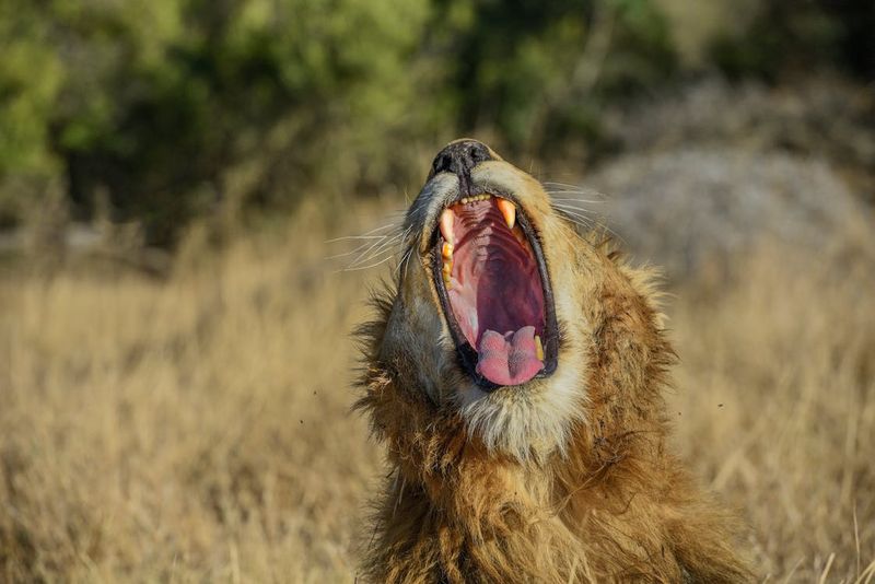 Roaring Communication