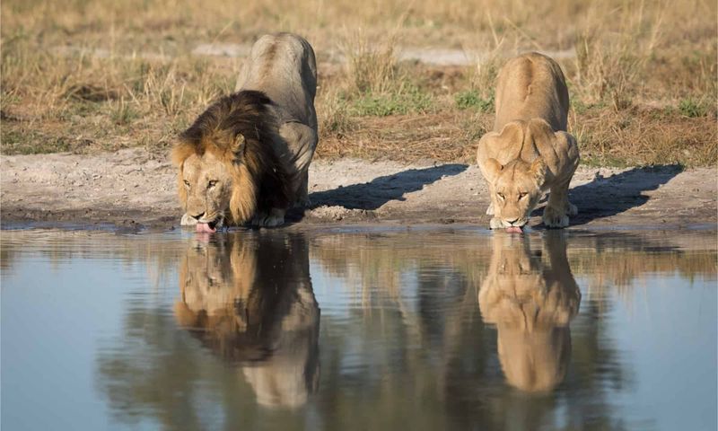 Lions Don't Need To Drink Water Daily