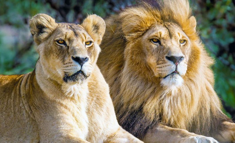 Lions Don't Have Kings Or Queens In Their Prides