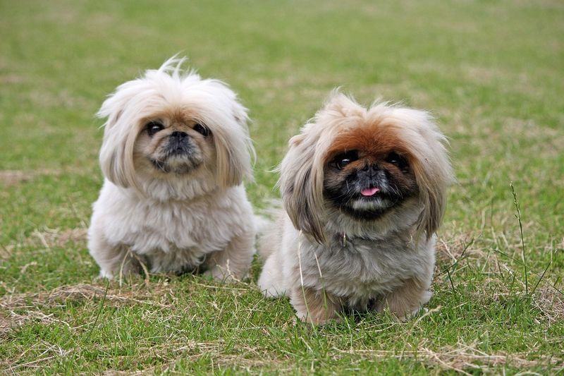 Royal Relaxers: The Pekingese