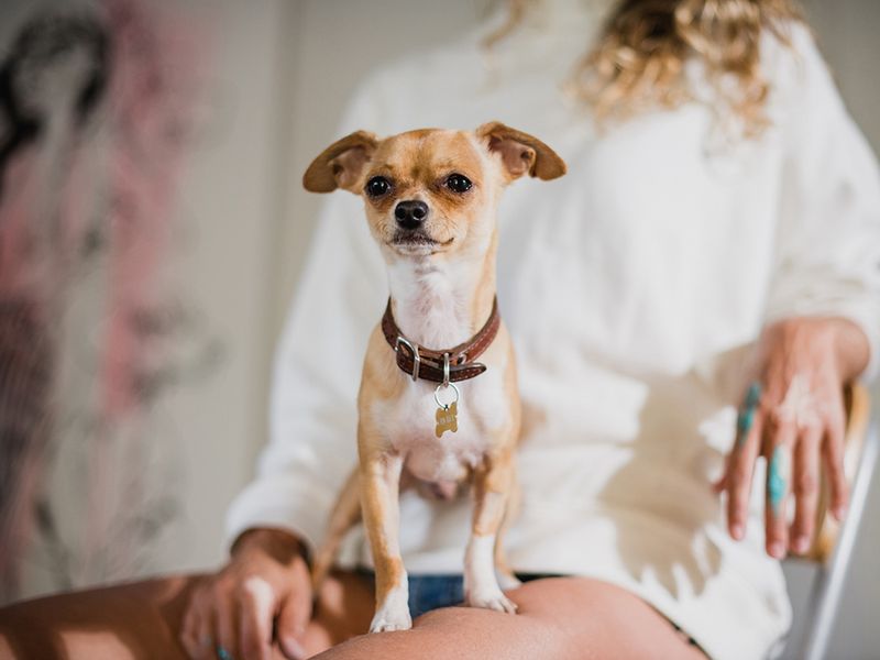 Dogs Becoming Guarded Or Protective