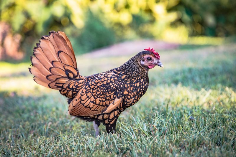 Feathered Friends: Bantam Chickens