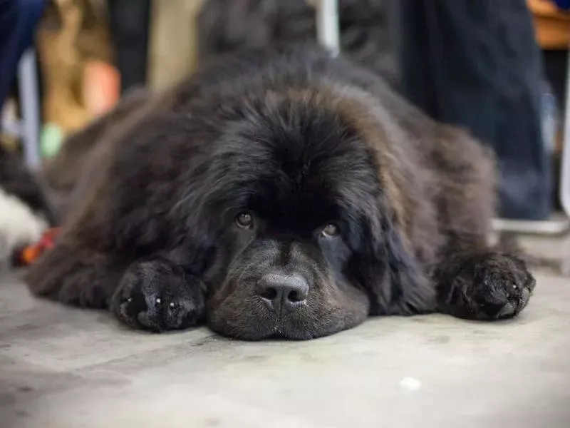 Gentle Giant Newfoundlands