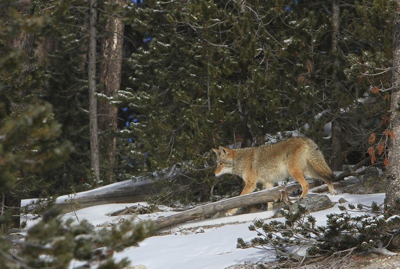 Public Engagement Through Wolf Voice Recognition Apps