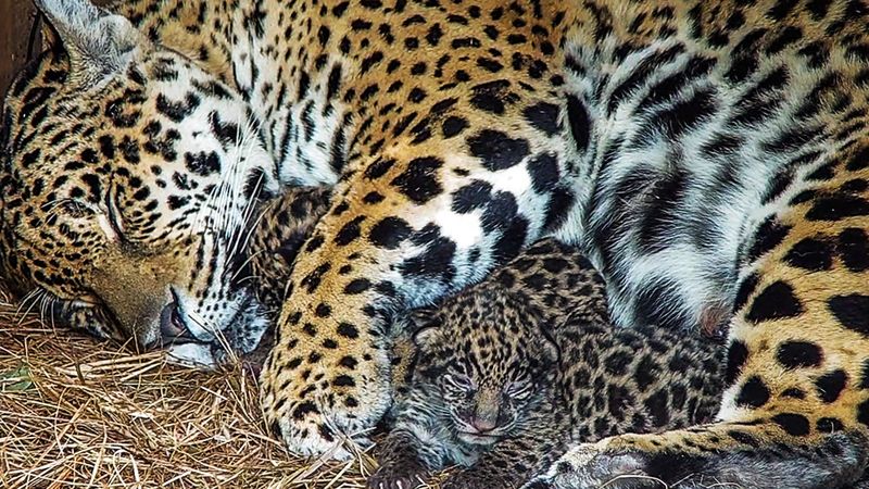 Rewilding Revolution