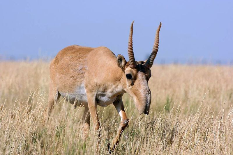 Remarkable Adaptability To Harsh Conditions