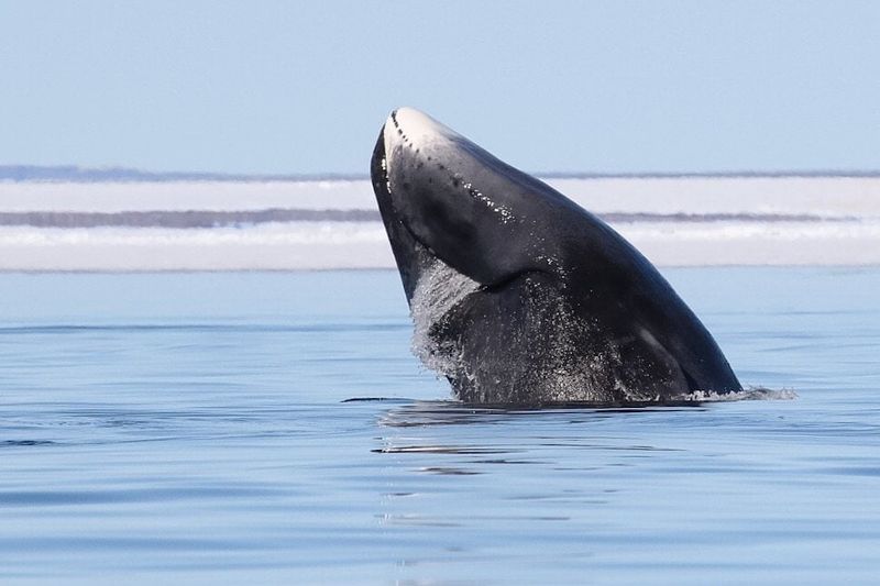 Recovery From Historical Whaling Takes Centuries