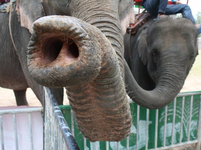 The Trunk's Role In Scent Detection