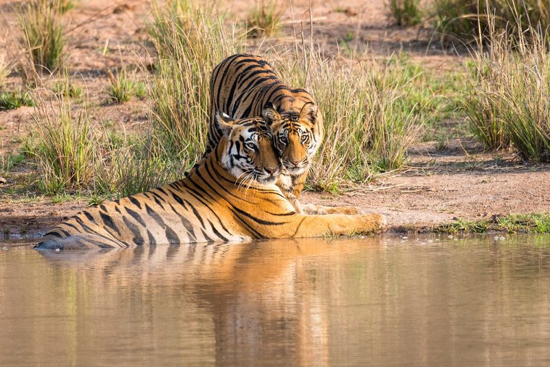 The Future Of Tigers