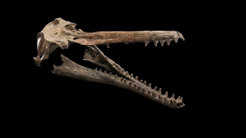 Ancient Dolphin Teeth Fossils