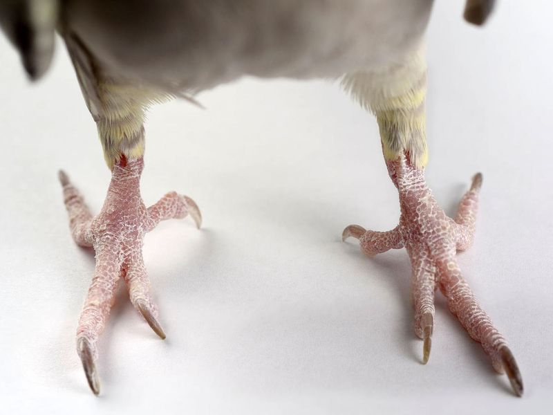 Zygodactyl Feet For Incredible Dexterity