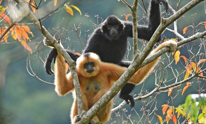 Conservation Crisis Unfolding