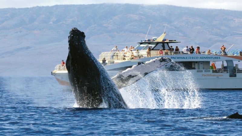 How We Can Help Protect Whales