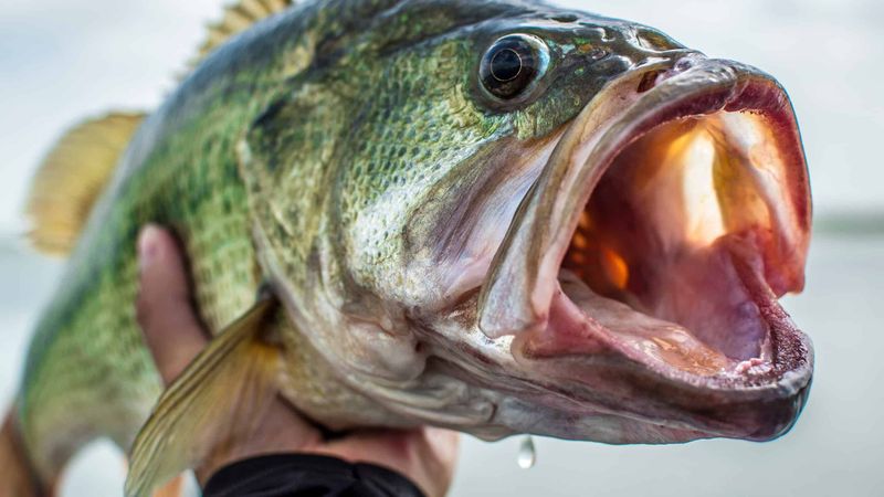 Monster Bass Lurking Below