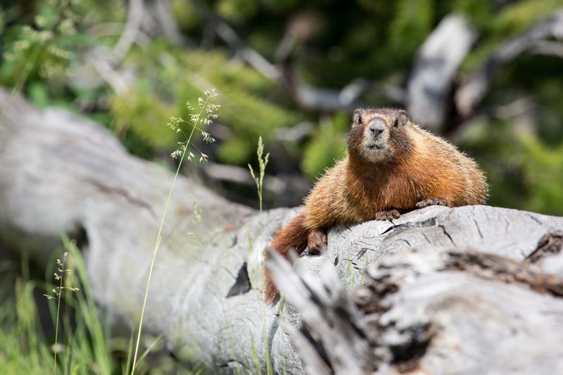 Busy Yellow-bellied Marmots