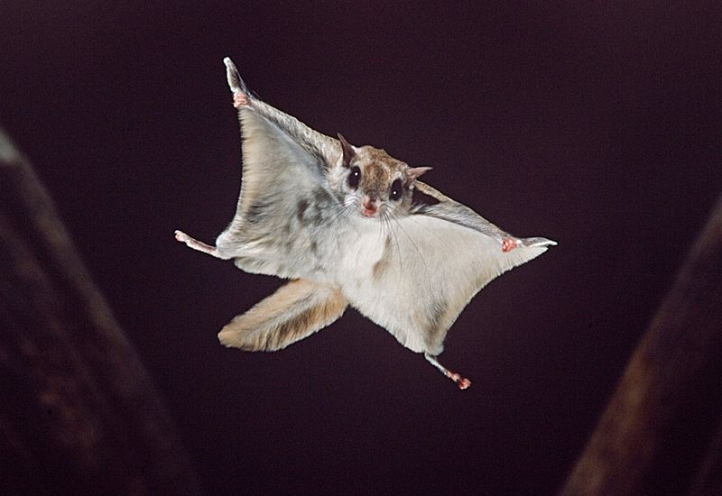 Backyard Flying Squirrels