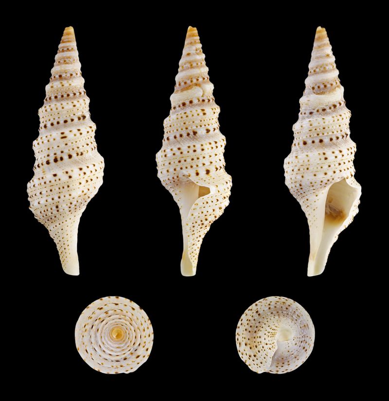 Magnificent Turrid Snail