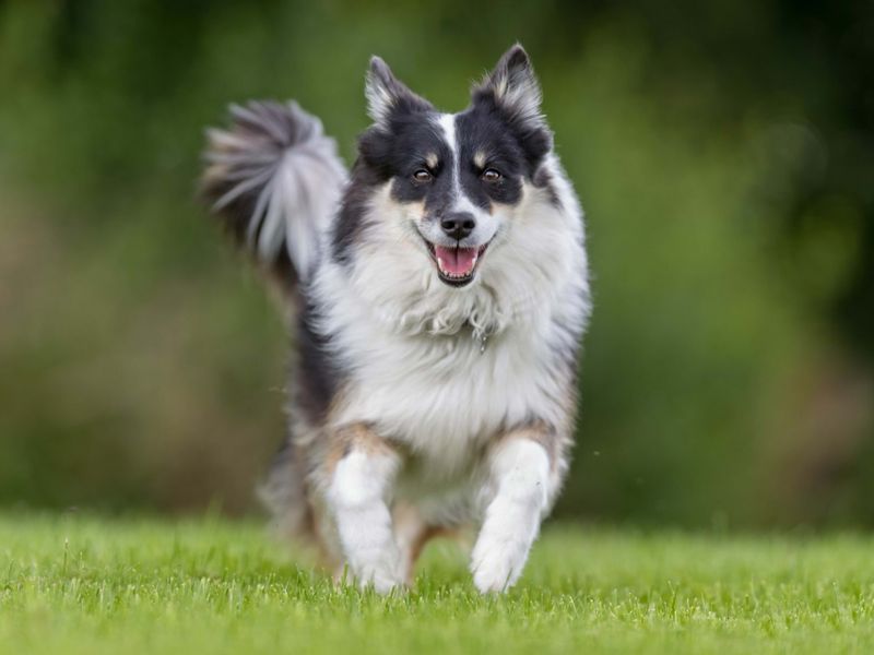 Herding Instinct Remains Strong