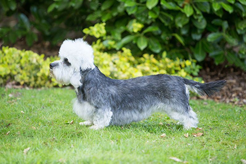 Dandie Dinmont Terrier