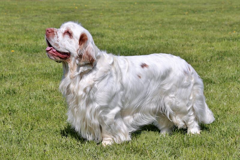Clumber Spaniels