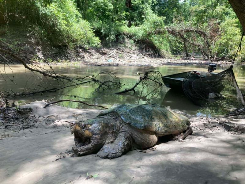 Environmental Benefits Of Turtle Recovery