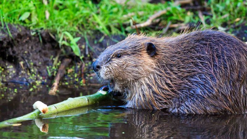 Beaver – Nature's Engineers