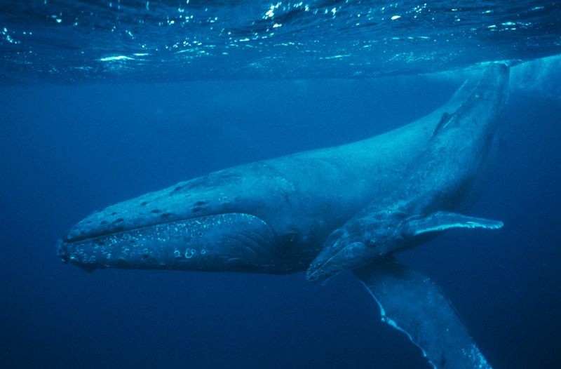 Pre-Whaling Consumption Was Astronomical