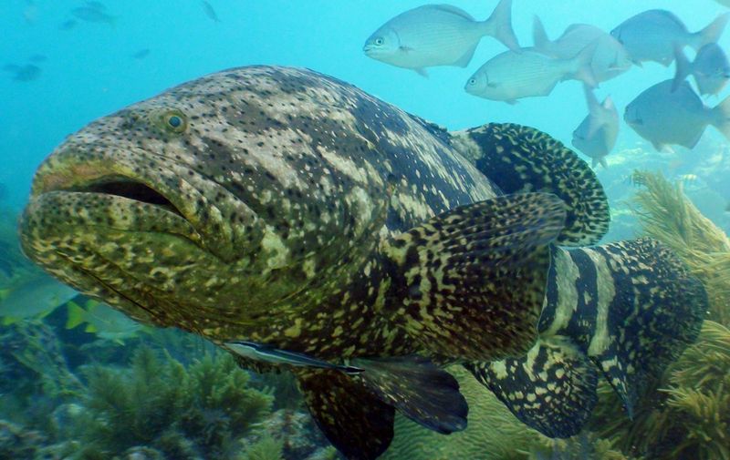 Groupers: Fish That Use Collaborative Hunting