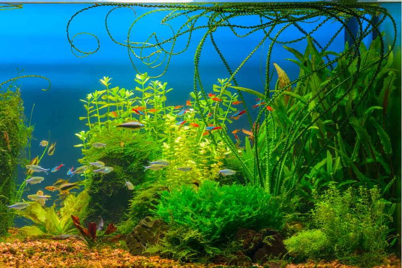 Incorporate Live Plants