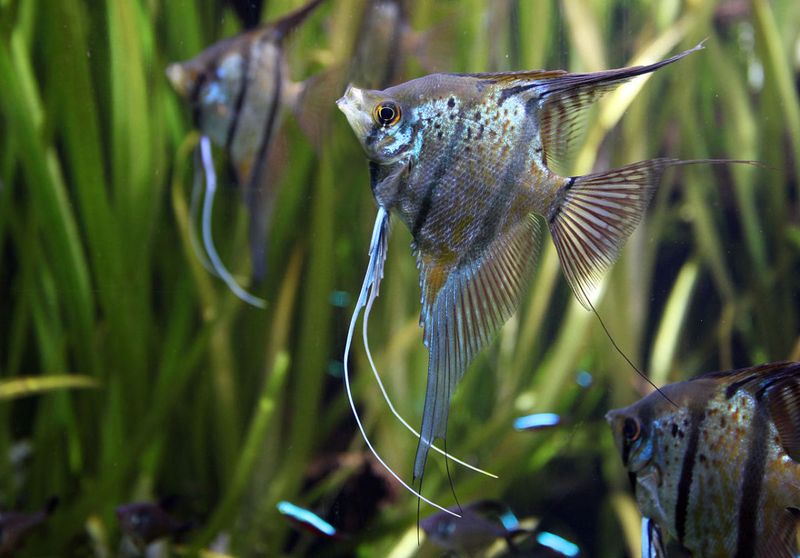 Research Fish Compatibility