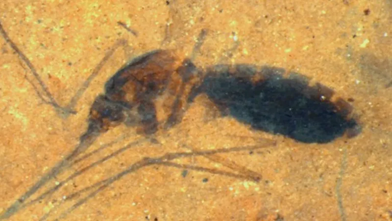 Amber Preservation Isn't Perfect