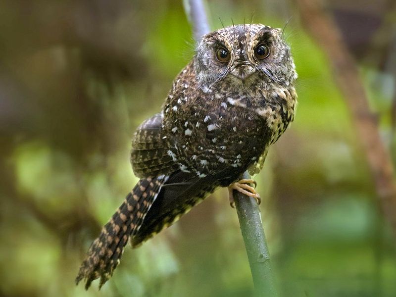 They Remind Us To Never Give Up On Nature