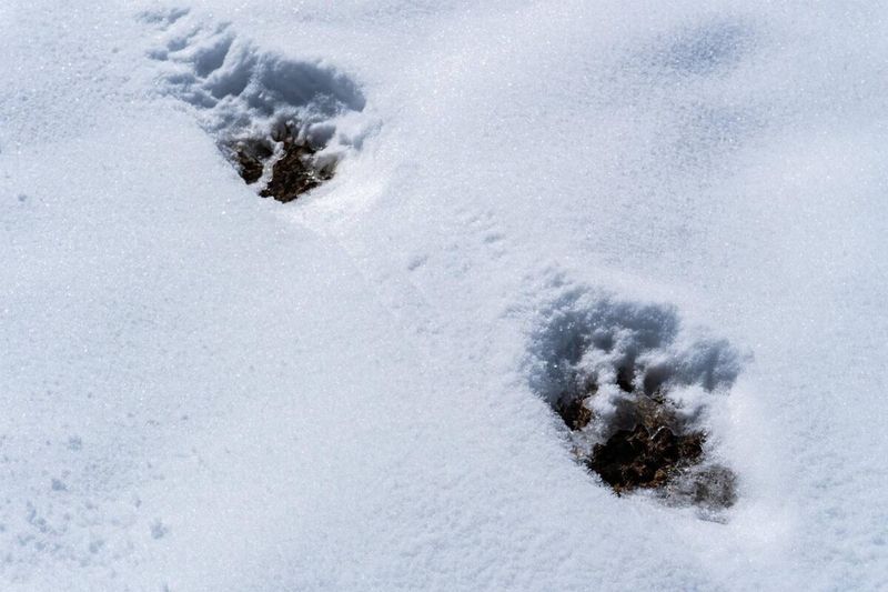 Paw Print And Track Analysis