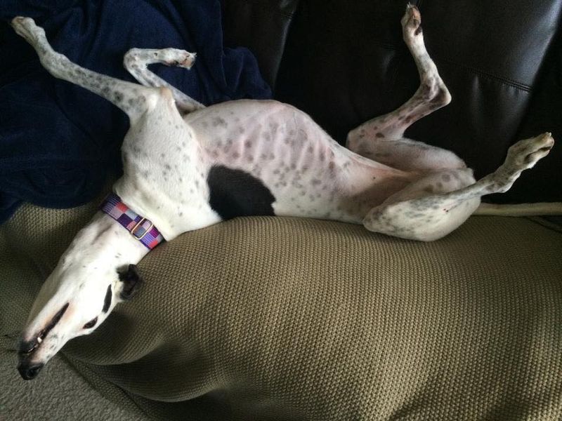 Greyhound