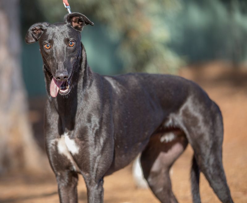 Greyhound