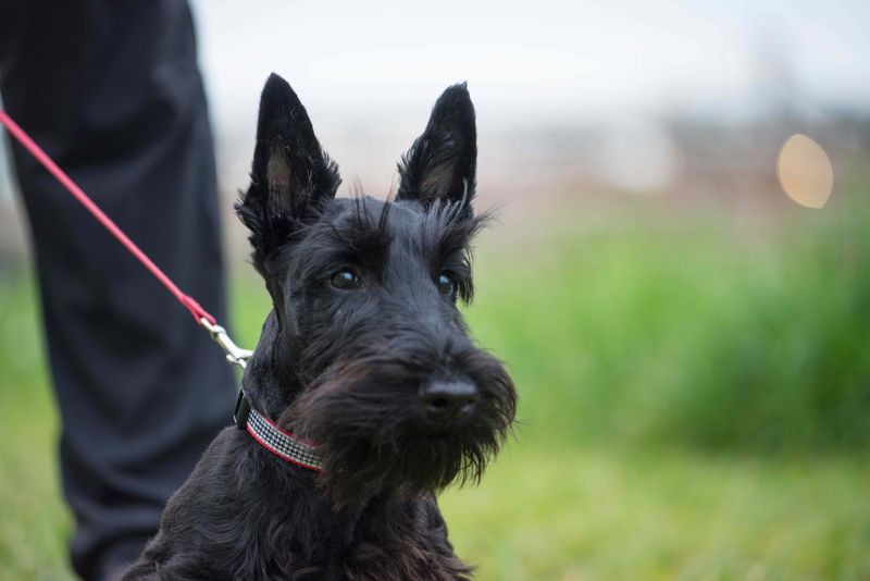 Scottish Terrier