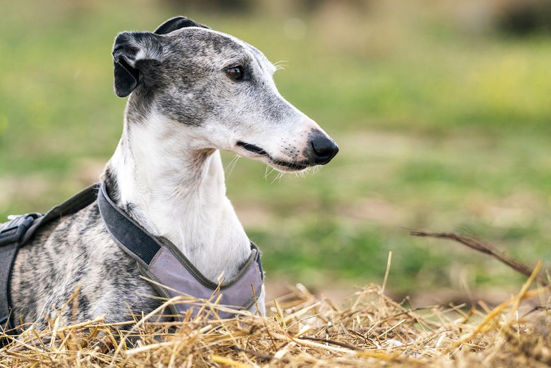 Greyhound