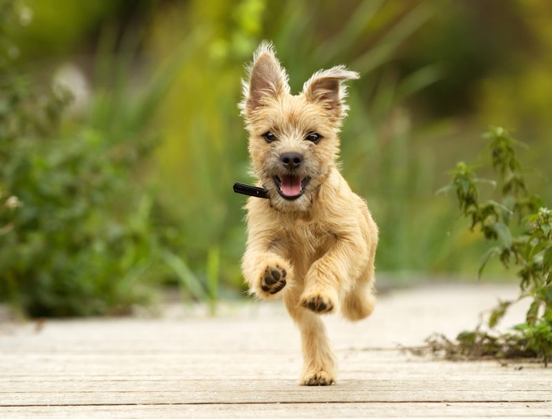 Cairn Terrier: Toto's Tenacity