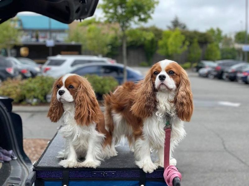 Cavalier King Charles Flexibility