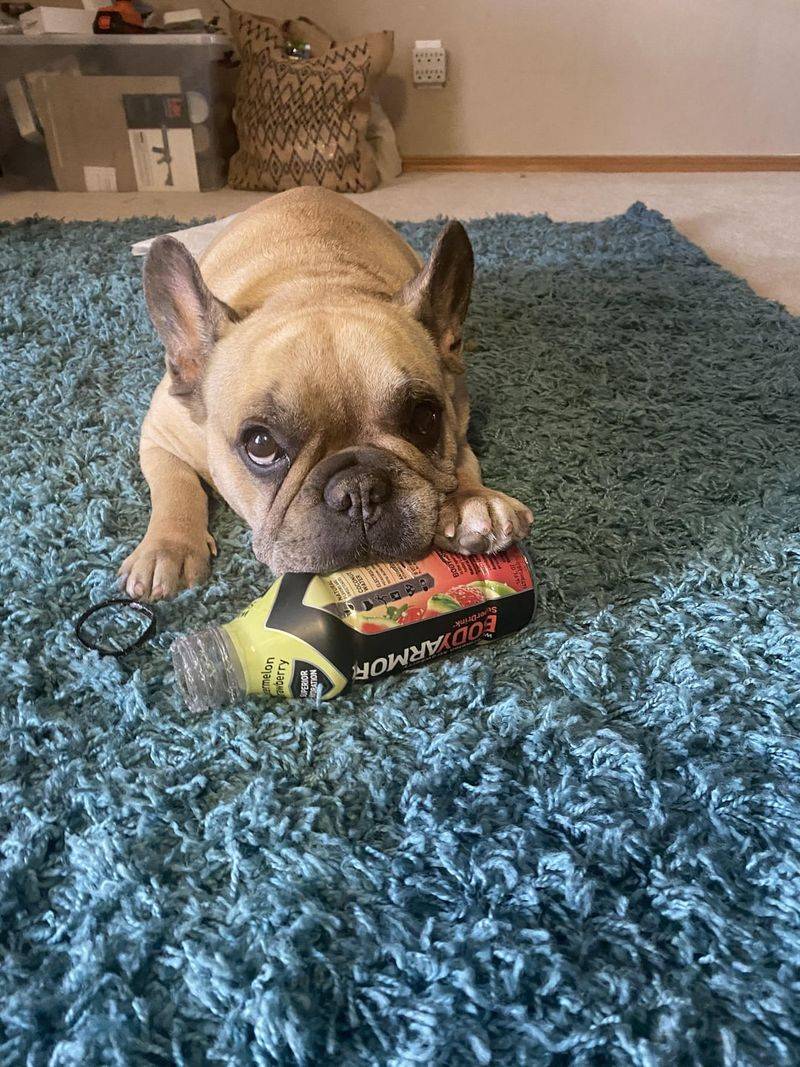 French Bulldog