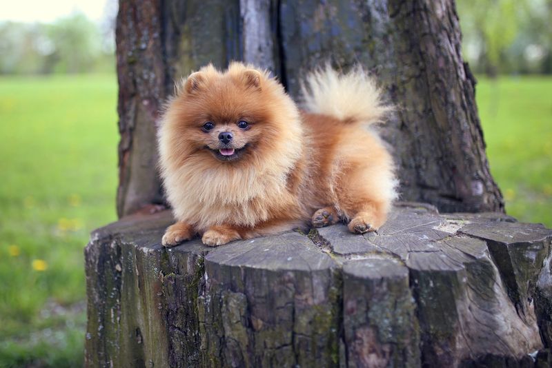Pomeranians