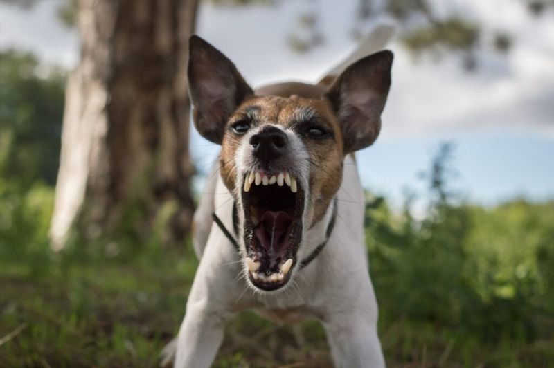 Jack Russell Terriers