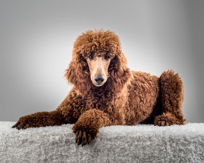 Poodles