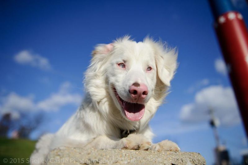 Merle-Patterned Dogs