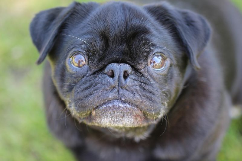 Pugs: Breathing Meets Boundless Energy
