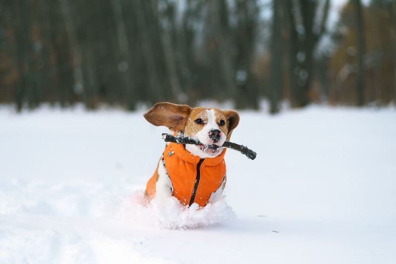 Beagles: Hunting Heritage Doesn't Equal Winter Hardiness
